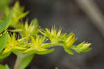 Yellow stonecrop